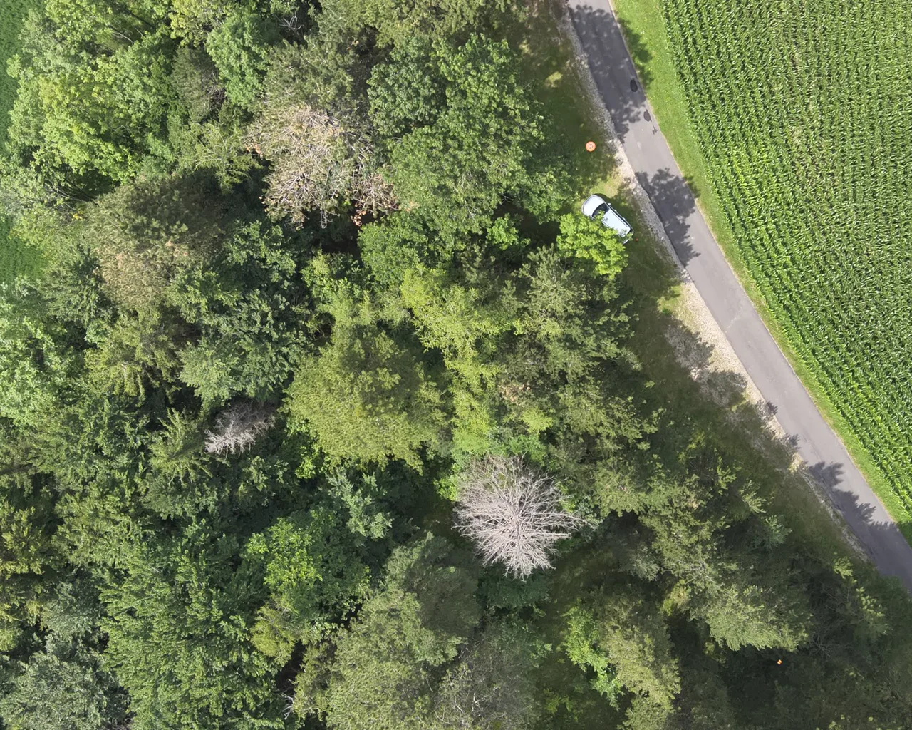 Sichtbild desselben Ausschnitts: Waldrand, Weg und Feld, keine Hitze erkennbar